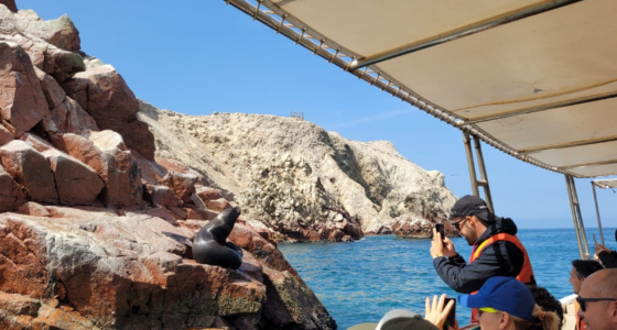 Tours en Paracas desde Lima