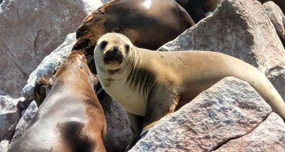 Ballestas Islands and Paracas