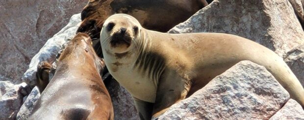 Ballestas Islands and Paracas