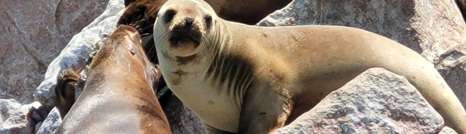 Ballestas Islands and Paracas
