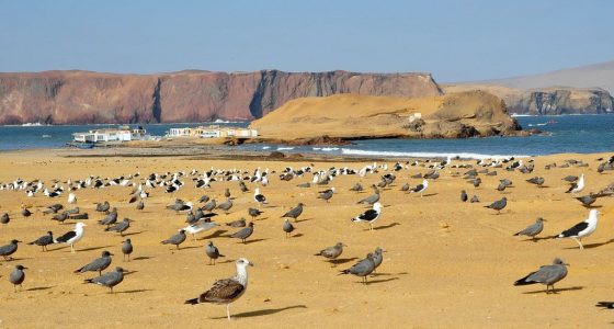 Private Tour Paracas Reserve