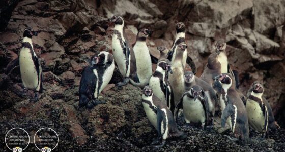 Pingüinos de Humboldt