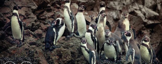 Pingüinos de Humboldt